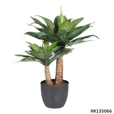Yucca wtih Plastic Pot