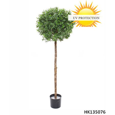 Ilex Boxwood with Pot