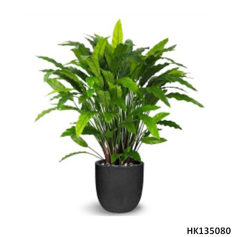 Calathea with Plastic Pot H60cm