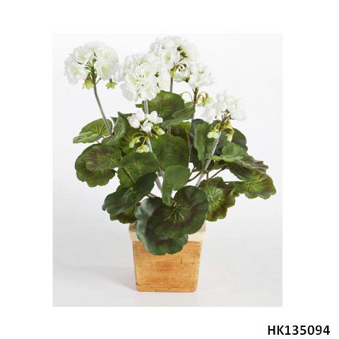Geranium with Plastic Pot H40cm