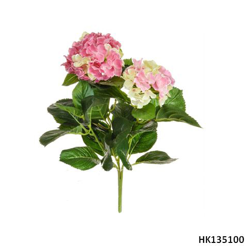Hydrangea with Pot H45cm