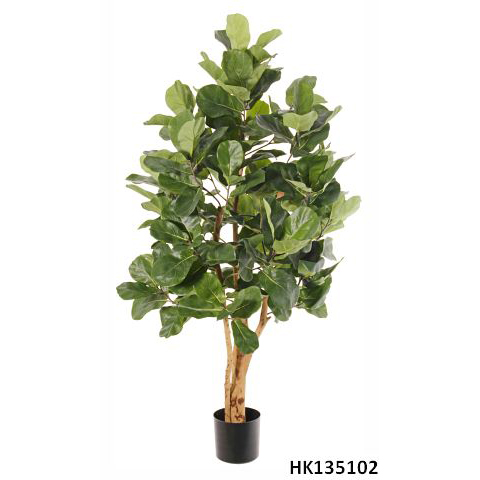 Sweden Ficus Lyrata with Pot