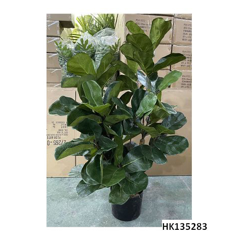 Artificial Plant of Fiddle Leaf Tree