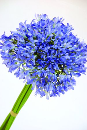 Agapanthus beauty
