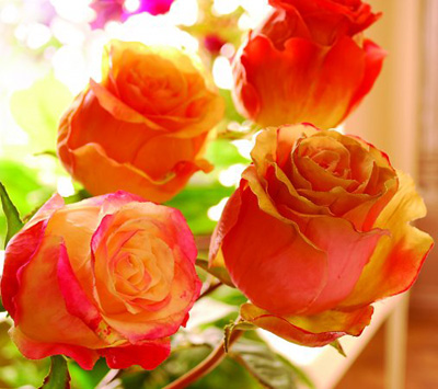Rose