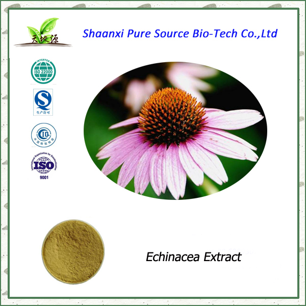 Natural Echinacea Extract Polyphenol 2%-4% Cichoric Acid