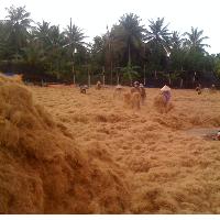 Coconut Fiber