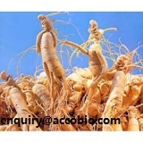 Ginseng Extract