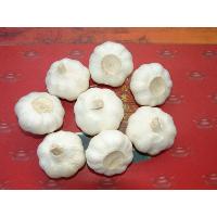 Sell fresh garlic