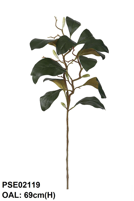 MAGNOLIA LEAF