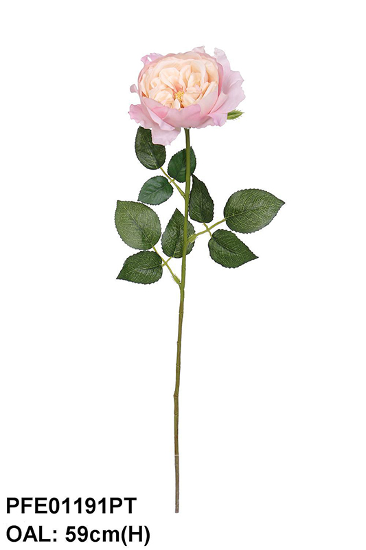 SINGLE ENGLISH ROSE
