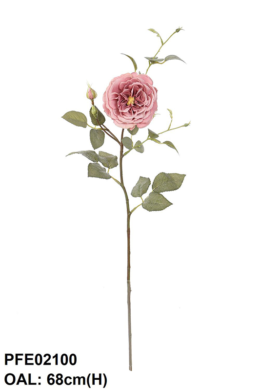 ENGLISH ROSE WITH BUD