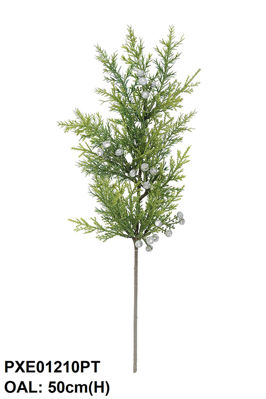 JUNIPERUS
