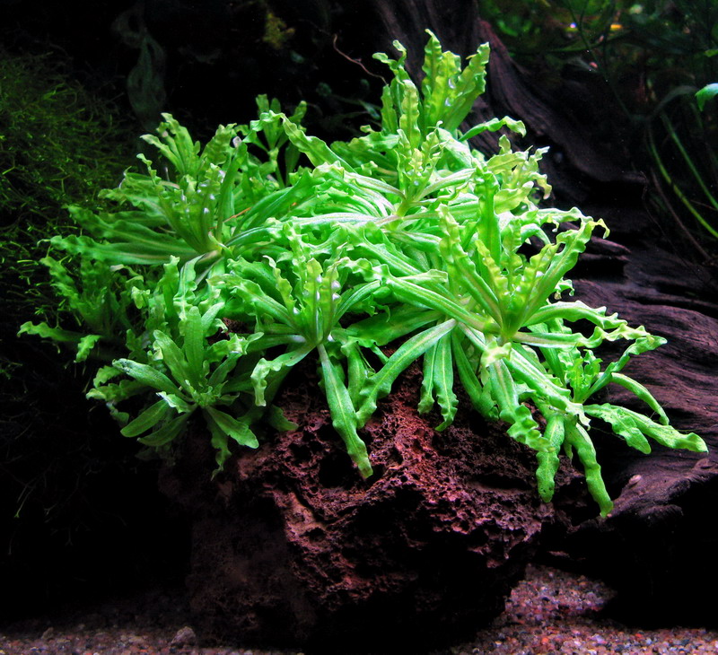 Lava Rock For Aquarium