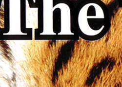 Sell Hotel Udaipur, Guest House Udaipur, Hotel Reservation Accommodation