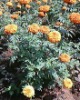 Hybrid F1 Marigold Seeds
