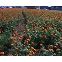 Hybrid F1 Marigold Seeds Mg2