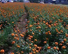 Hybrid F1 Marigold Seeds Mg2