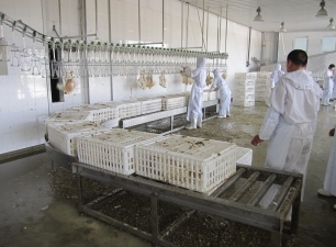 Crates Roller conveyor