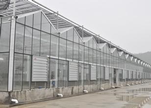 Beautiful and Practical Venlo Glass Greenhouse