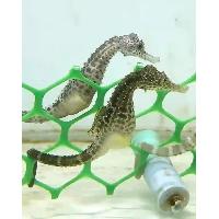 Seahorse - Hippocampus Abdominalis