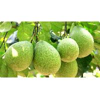 Pomelo (shaddock)