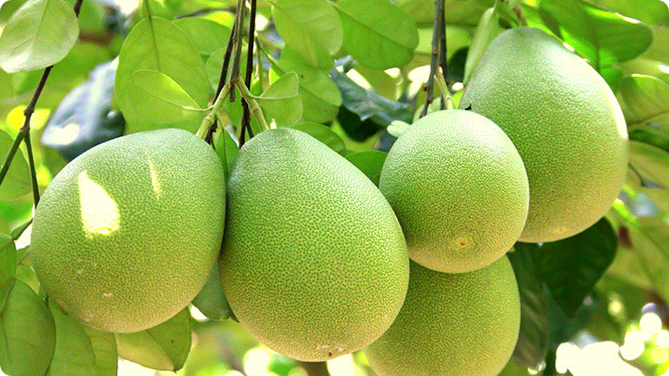 Pomelo (shaddock)