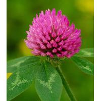 Sell Red Clover P.e.