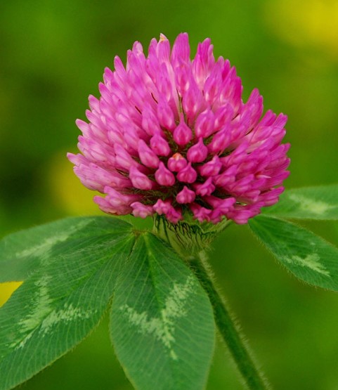 Sell Red Clover P.e.