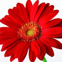 Glass Painting Picture