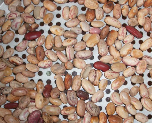 Light Speckled Kidney Beans
