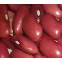 Supply Red Kidney Beans