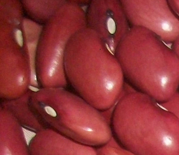 Supply Red Kidney Beans