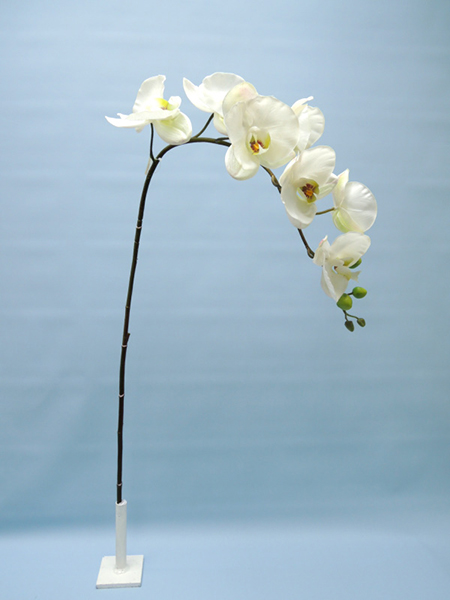 ORCHID