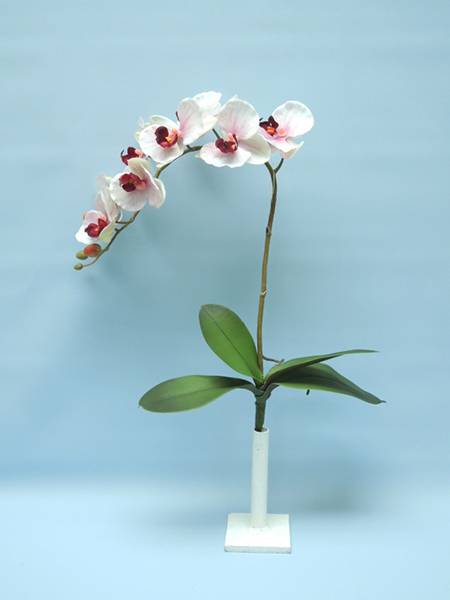 ORCHID