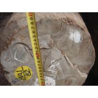 Sell Burma Great Teak Wood For Special Use