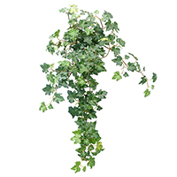 Lace Ivy Hanging Bush