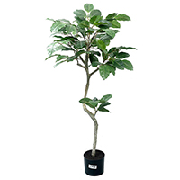 4 ft Banyan Giant Tree