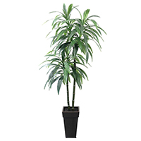 6 ft Dracaena Tree