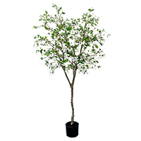 5 ft Dogwood Tree