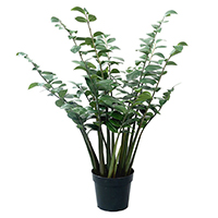 54 Inch Zamioculcas Zamiifolia Potted Plant