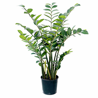4 ft Zamioculcas Zamiifolia Potted Plant