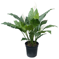 Sphathiphyllum Potted Plant, PB-3431E