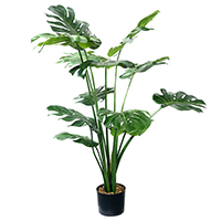 4 ft Split Philo Potted Plant