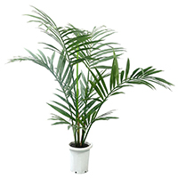 4 ft Kentia Palm