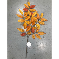 Zelkova Spray