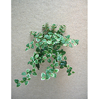 Pumila Hanging Bush (M)