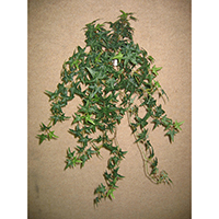 Star Ivy Hanging Bush x 14 w/282 lvs