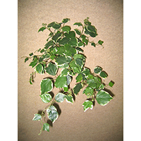 French Ivy Hanging Bush