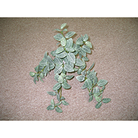 Fittonia Hanging Bush